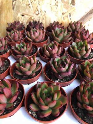 Echeveria agavoides 